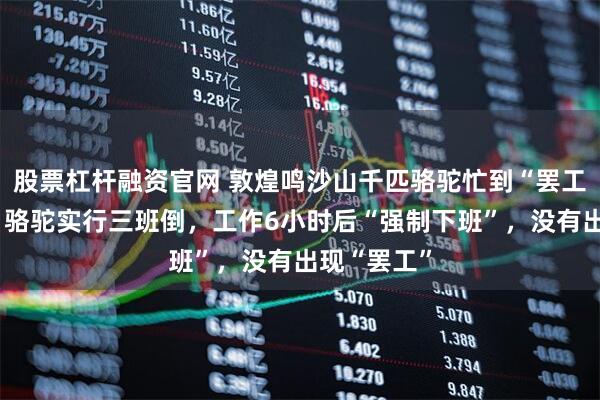 股票杠杆融资官网 敦煌鸣沙山千匹骆驼忙到“罢工”？景区：骆驼实行三班倒，工作6小时后“强制下班”，没有出现“罢工”