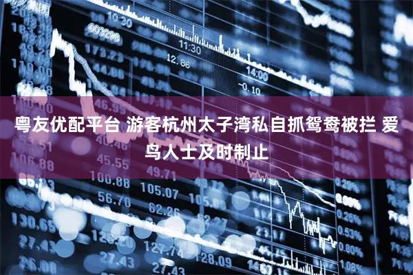 粤友优配平台 游客杭州太子湾私自抓鸳鸯被拦 爱鸟人士及时制止